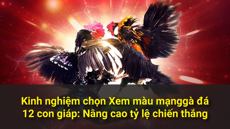 Kinh nghiệm chọn Xem màu mạng gà đá 12 con giáp: Nâng cao tỷ lệ chiến thắng