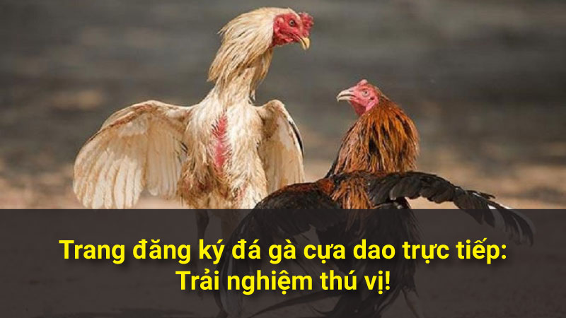 Trang đăng ký đá gà cựa dao trực tiếp: Trải nghiệm thú vị!