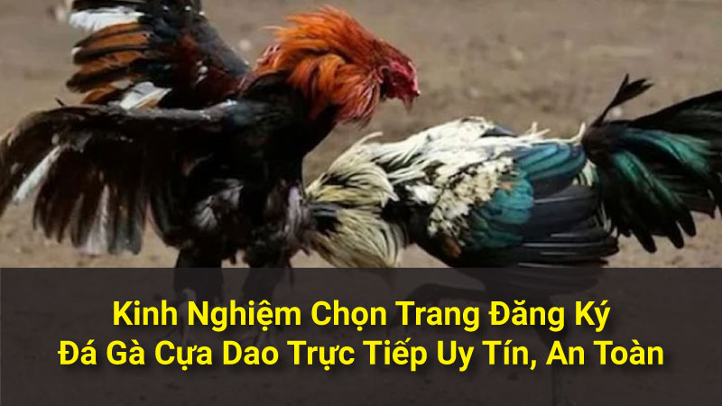 Kinh Nghiệm Chọn Trang Đăng Ký Đá Gà Cựa Dao Trực Tiếp Uy Tín, An Toàn