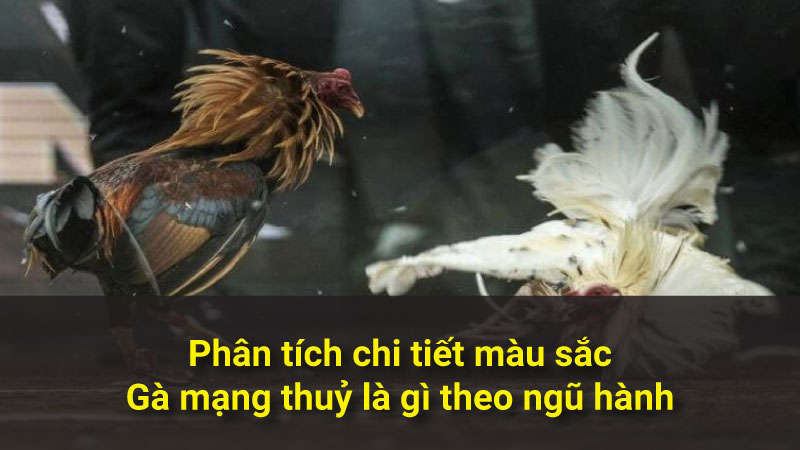 Phân tích chi tiết về màu sắc Gà mạng thuỷ là gì theo ngũ hành