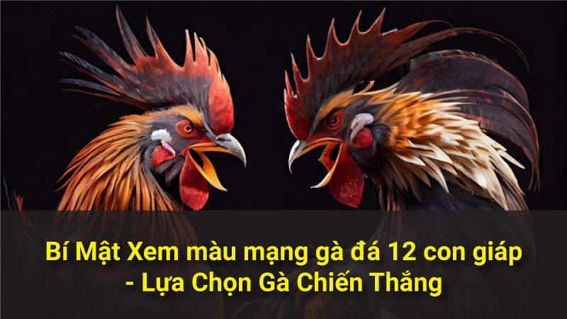 Bí Mật Xem màu mạng gà đá 12 con giáp - Lựa Chọn Gà Chiến Thắng