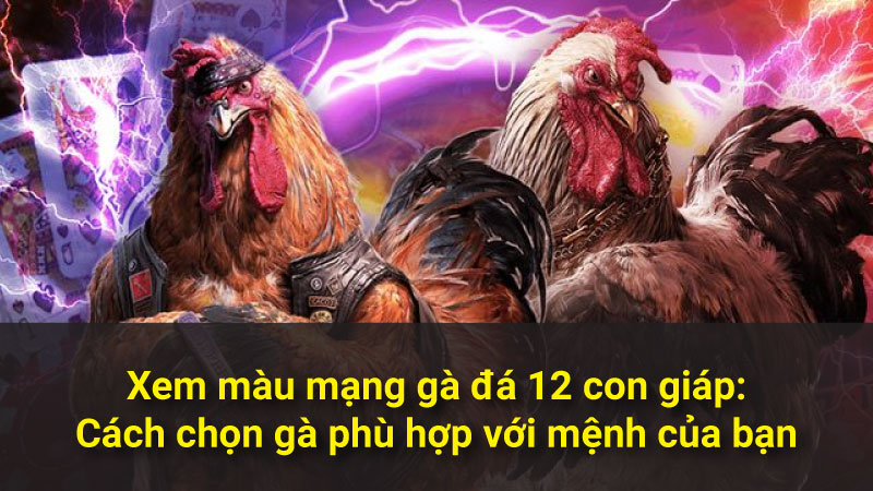 Xem màu mạng gà đá 12 con giáp: Cách chọn gà phù hợp với mệnh của bạn